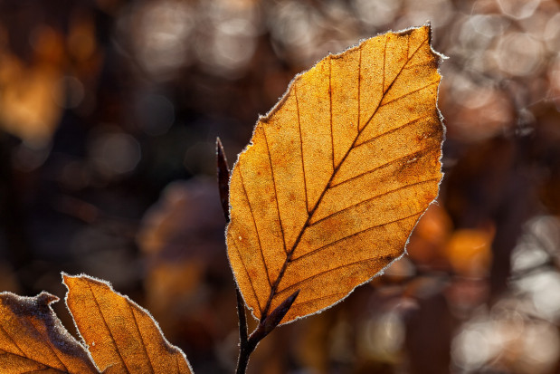Jak na połowę października, będzie stosunkowo ciepło. /fot.pixabay.com Wtorek pochmurny, ale ciepły. Temperatura od 8 do 16 stopni
