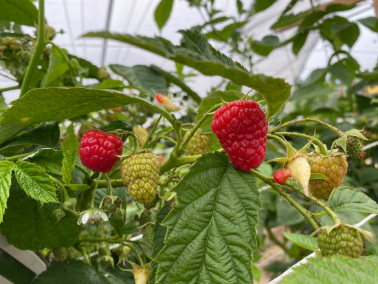 Odmiana Rosalita - olbrzymi potencjał plus atrakcyjna barwa owoców/ fot. Doradca Jagodowy BerryTech 2021: W malinowych tunelach zbiory wciąż trwają (zdjęcia)