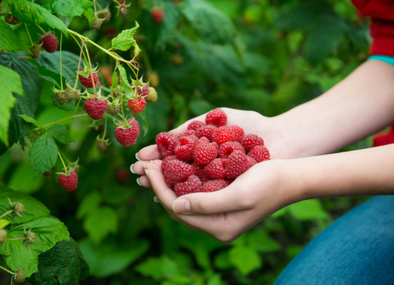 Malinomat – śmiały pomysł na sprzedaż owoców prosto z plantacji (wywiad)/ fot. shutterstock.com Malinomat – śmiały pomysł na sprzedaż owoców prosto z plantacji (wywiad)