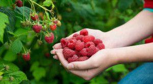 Malinomat – śmiały pomysł na sprzedaż owoców prosto z plantacji (wywiad)