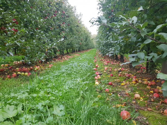 Dla wielu producentów jabłek sezon zakończy się stratami finansowymi/ Fot. materiały własne Dla wielu producentów jabłek sezon może zakończyć się stratami finansowymi