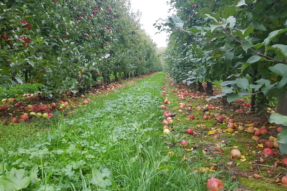 Dla wielu producentów jabłek sezon może zakończyć się stratami finansowymi