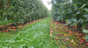 Dla wielu producentów jabłek sezon może zakończyć się stratami finansowymi