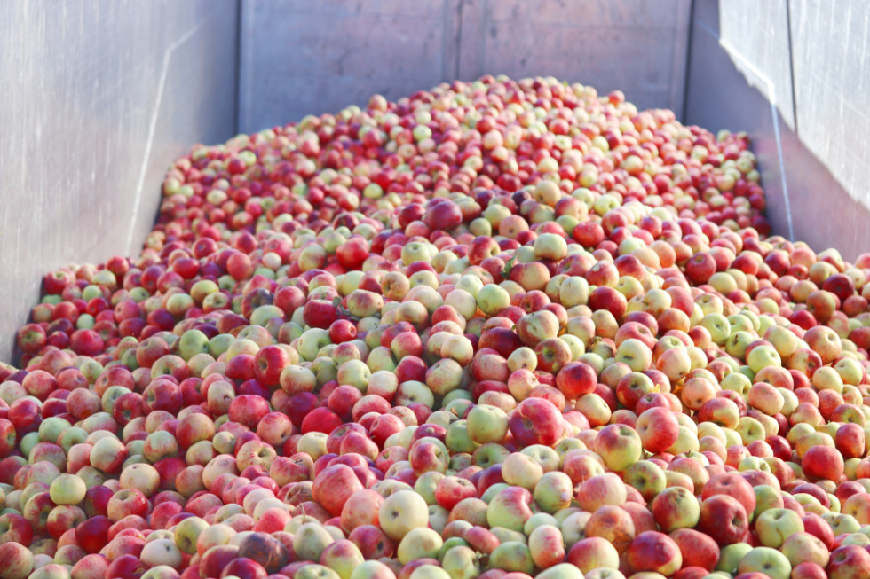 Mazowieckie: kolejne spadki cen jabłek w skupach. Nadal duża podaż