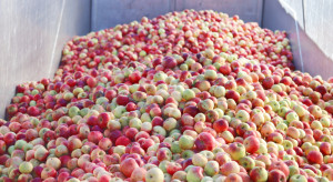 Mazowieckie: kolejne spadki cen jabłek w skupach. Nadal duża podaż