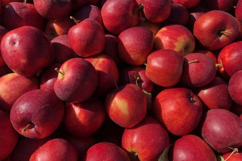 Ceny jabłek w kolejnych miesiącach będą wyższe?