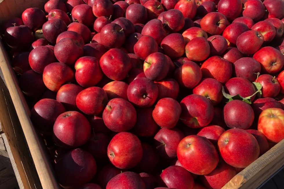 Lewica apeluje do ministra rolnictwa o interwencyjny skup jabłek od sadowników