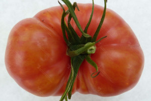 Wirusy w uprawach pomidora – badania w Klinice Chorób Roślin IOR – PIB