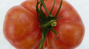 Wirusy w uprawach pomidora – badania w Klinice Chorób Roślin IOR – PIB