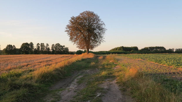 Organizacje rolnicze domagają się obowiązkowych ubezpieczeń gruntów uprawnych, wtedy i składki będą bardzo niskie / fot. pixabay Organizacje rolnicze chcą obowiązkowych ubezpieczeń upraw