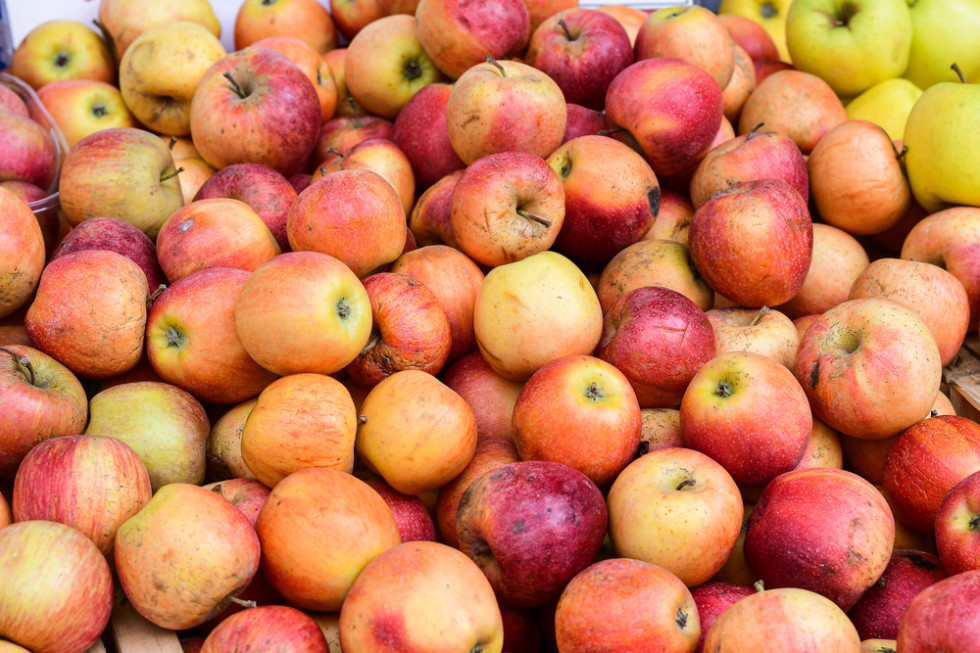 Jabłka na przemysł po 22 gr/kg? Kolejne spadki cen w skupach na Mazowszu