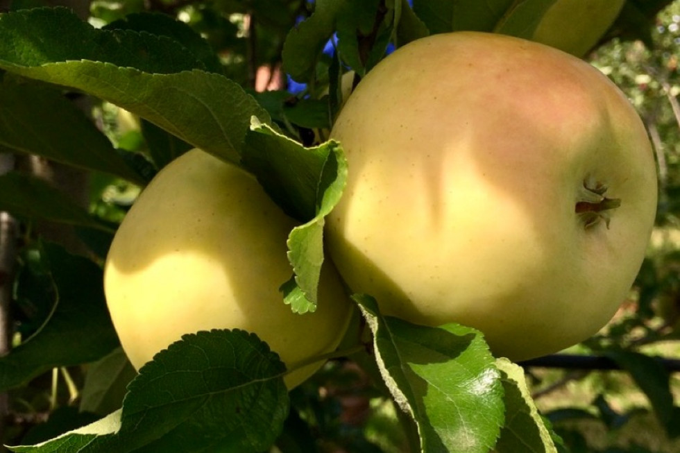 Nowe odmiany jabłek na rynku francuskim