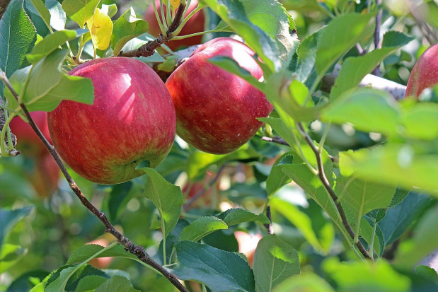 Spożycie świeżych jabłek w UE pozostaje na wysokim poziom/ fot. pixabay Spożycie jabłek w UE powinno utrzymać się na wysokim poziomie