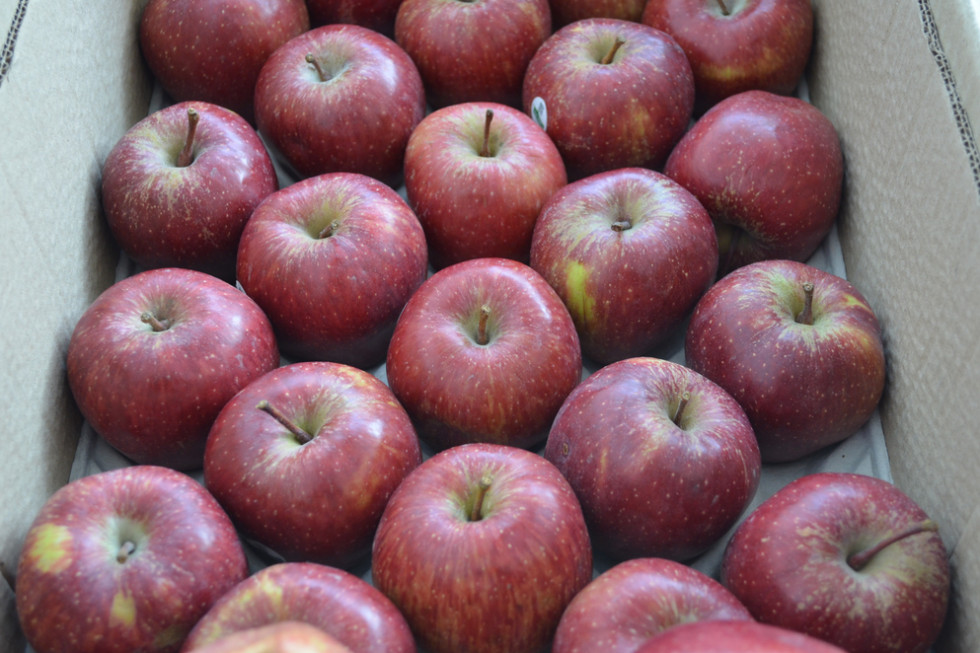 Polska straci największego importera jabłek?