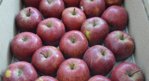 Polska straci największego importera jabłek?