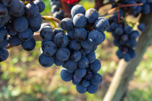 KOWR: Deklaracje dotyczące rynku wina do 30 października
