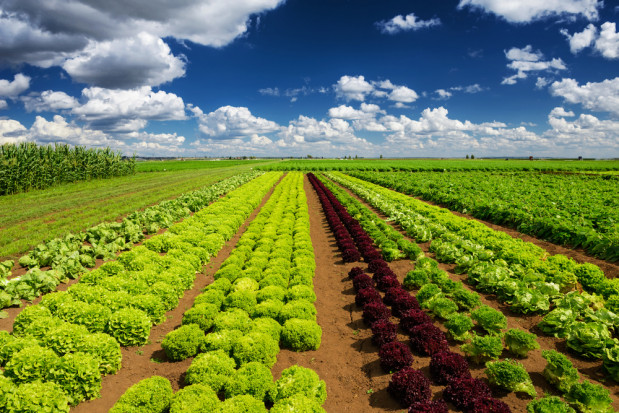 Spadła powierzchnia upraw ziemniaków i warzyw, więcej jest owoców/ fot. shutterstock.com Znamy wyniki Spisu Rolnego 2020! Mniej upraw warzyw, więcej owoców