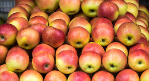 To będzie trudny sezon dla producentów jabłek z Serbii