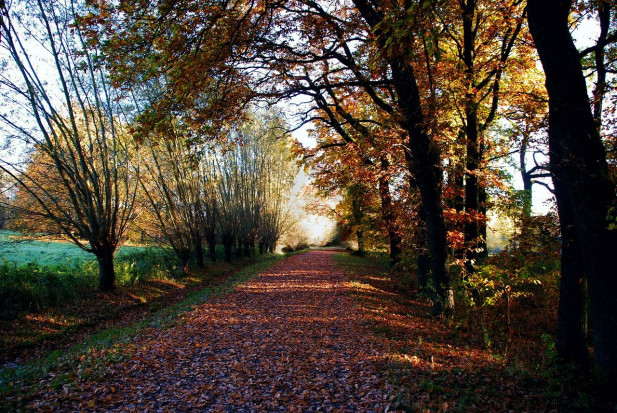 Piątek będzie bezdeszczowy i słoneczny/ fot. pixabay Piątek pod znakiem babiego lata; do 18 st. C na południu
