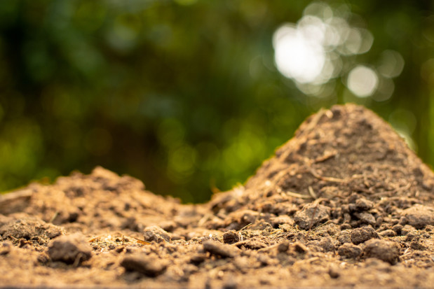 Coraz częściej sadownicy szukają alternatywy w postaci nawozów organicznych i dostrzegają ich liczne zalety / fot. shutterstock Sadownicy szukają alternatyw w postaci nawozów organicznych