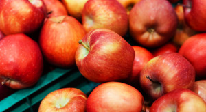 Turecki eksport jabłek rośnie w zastraszającym tempie