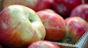 Ceny jabłek na sortowanie poniżej godności. Idared jedynie 0,50 zł/kg
