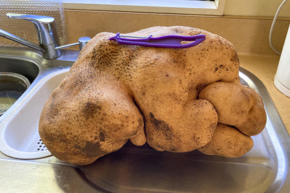 Największy ziemniak na świecie wyhodowany w Nowej Zelandii