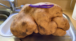 Największy ziemniak na świecie wyhodowany w Nowej Zelandii