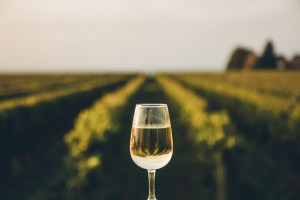 Mniejsza produkcja wina w 2021 roku z powodu złej pogody w Europie