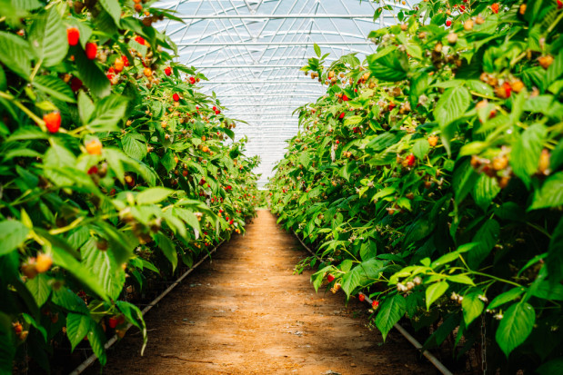 Produkcja malin pod osłonami to nie tylko korzyści i zalety / fot. shutterstock Producent malin: Produkcja pod osłonami to nie tylko korzyści ale również wyzwania