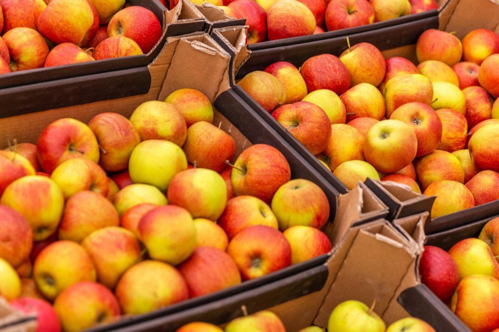 Brak eksportu jabłek do Białorusi będzie wyzwaniem dla polskich producentów