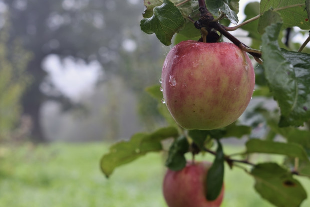Synoptyk: Do końca dnia będzie deszczowo/fot. shutterstock.com Synoptyk: W poniedziałek do końca dnia będzie deszczowo