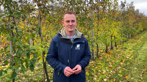 Mateusz Nowacki o nawożeniu sadów po zbiorach Ważne zabiegi po zbiorach jabłek. Porady i wskazówki (video)