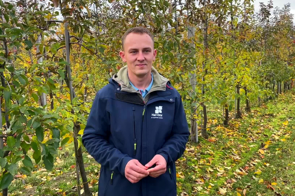 Mateusz Nowacki o nawożeniu sadów po zbiorach Ważne zabiegi po zbiorach jabłek. Porady i wskazówki (video)