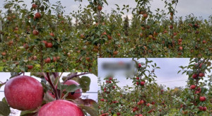 Polskie jabłka trafią na rynek pod nazwą klubową