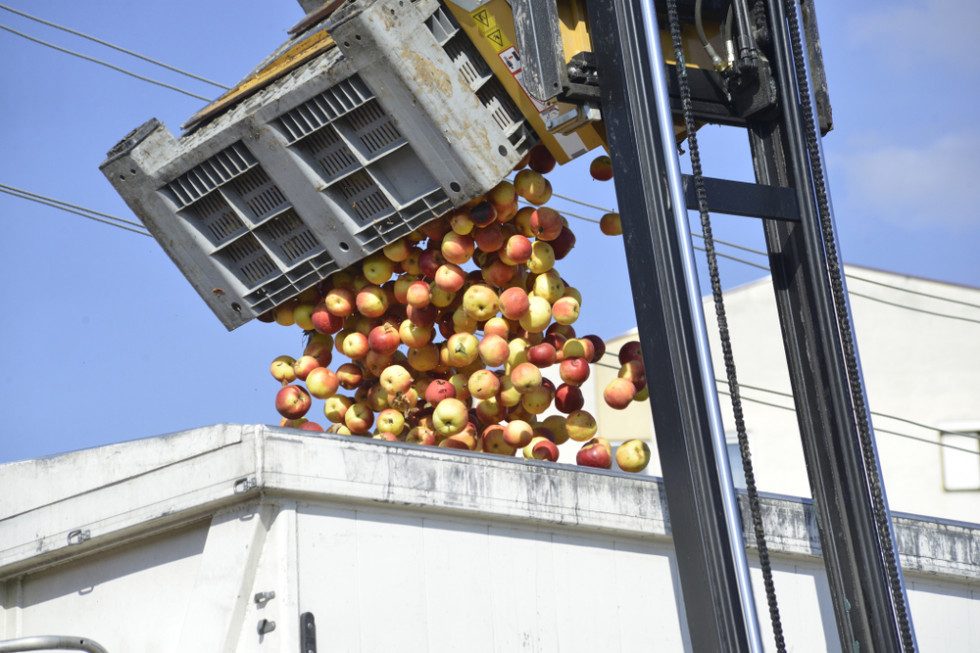 Rosną ceny jabłek na przetwórniach. Warto wstrzymać dostawy?