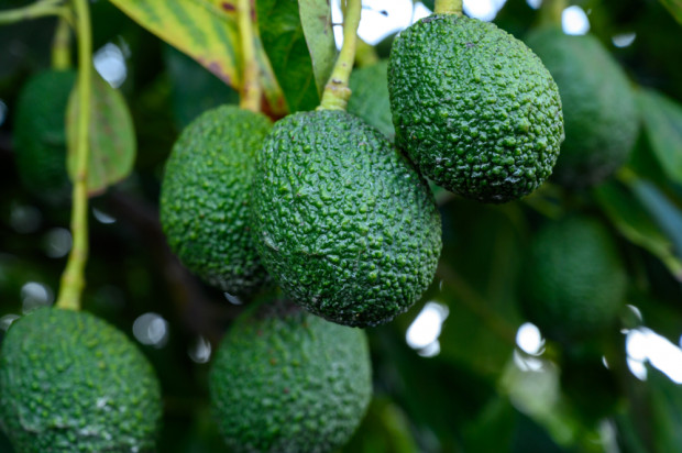 Walencja: Złodzieje masowo kradną awokado z plantacji/ fot. shutterstock.com Walencja: Złodzieje masowo kradną awokado z plantacji