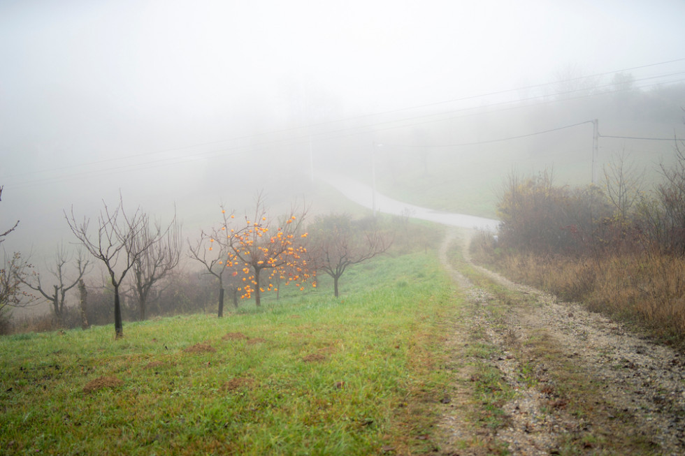 W piątek mgły lokalnie mogą utrzymać się przez większą część dnia / fot. shutterstock Synoptyk IMGW: Piątek mglisty i chłodny