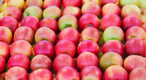Francuskie jabłka nawet trzy razy droższe od polskich