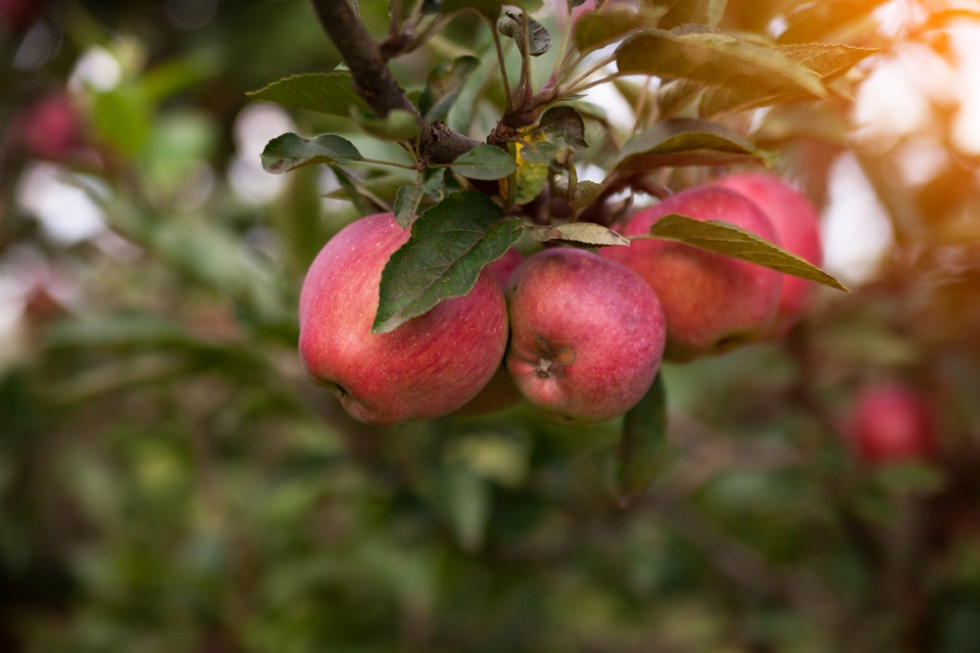 Ceny jabłek ekologicznych również pozostawiają wiele do życzenia