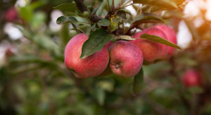 Ceny jabłek ekologicznych również pozostawiają wiele do życzenia
