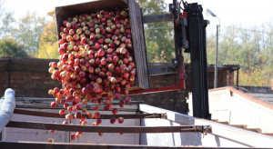 Teraz to skupy poszukują surowca i podnoszą ceny jabłek
