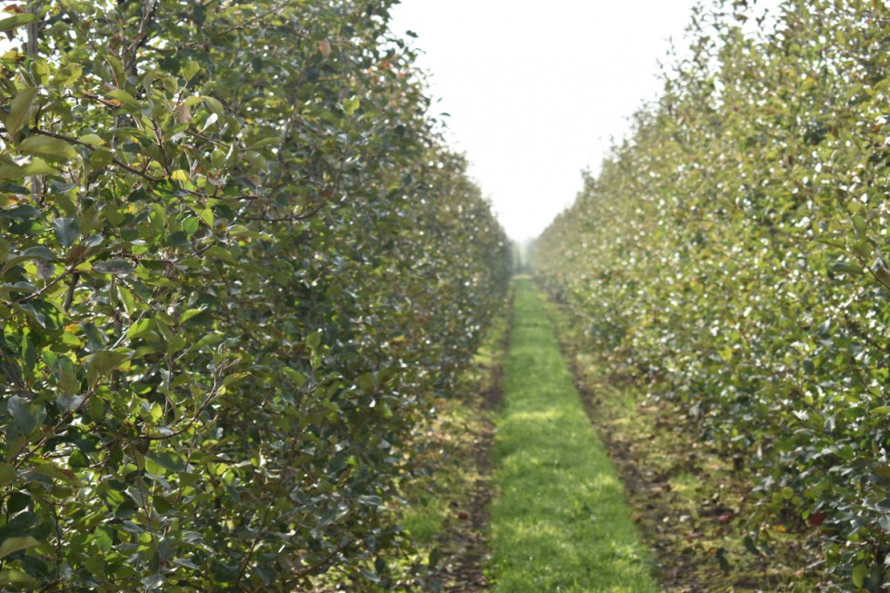 Parch jabłoni, choroby kory i drewna – ochrona po zbiorach