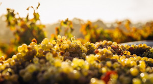 Kalifornia: Wyjątkowa jakość winogron z tegorocznych zbiorów