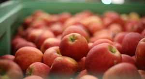Ukraina: Dobre zbiory jabłek wpływają na obniżkę cen