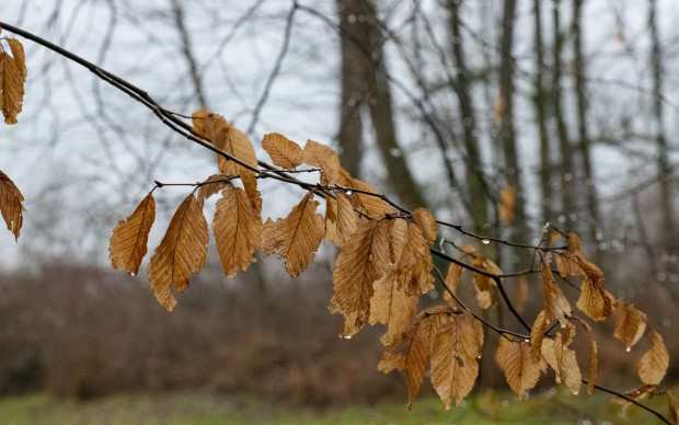 W czwartek pochmurno, z opadami deszczu/ fot. pixabay IMGW: czwartek deszczowy; w nocy możliwy deszcz ze śniegiem