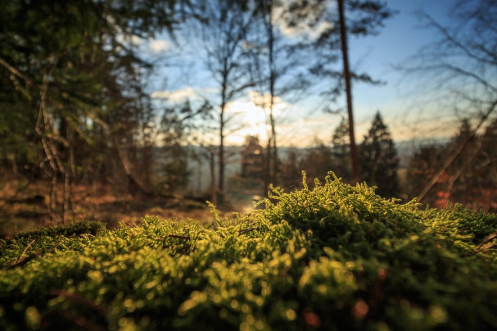 Sejm uchwalił nowelizację ustawy o lasach i o ochronie przyrody