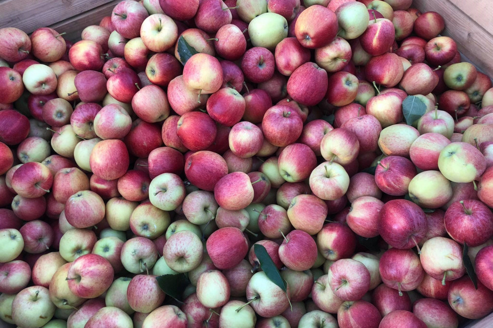 Wzrosły ceny jabłek na sortowanie. Które odmiany najdroższe?