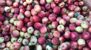 Wzrosły ceny jabłek na sortowanie. Które odmiany najdroższe?