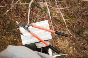 Zimowe cięcie sadów - jakie stawki za cięcie ręczne i mechaniczne?